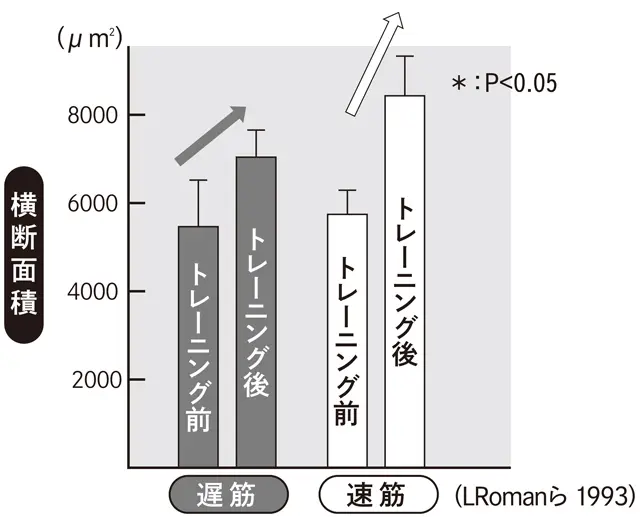 加齢で落ちやすい 「速筋」は鍛えれば増える！