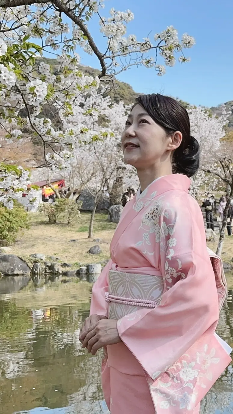 京都円山公園の桜