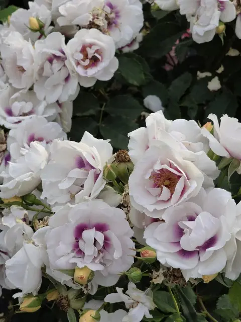 サンポート高松のレストランでお食事の画像_9