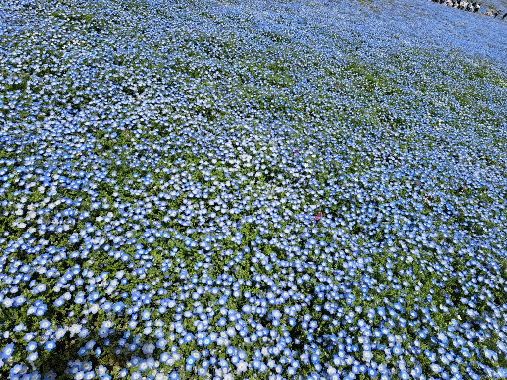一度は見たい絶景～ひたち海浜公園のネモフの画像_1