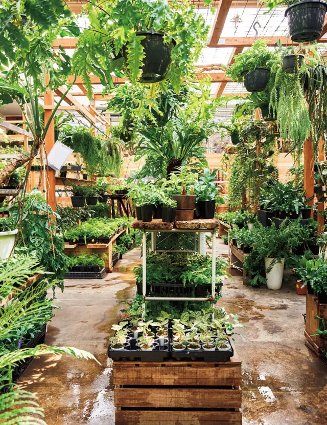 みずみずしいシダ系も種類豊富