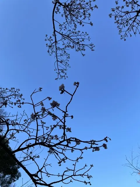 上野公園の寒桜
