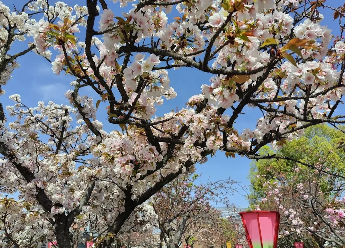 大阪造幣局　桜の通り抜け