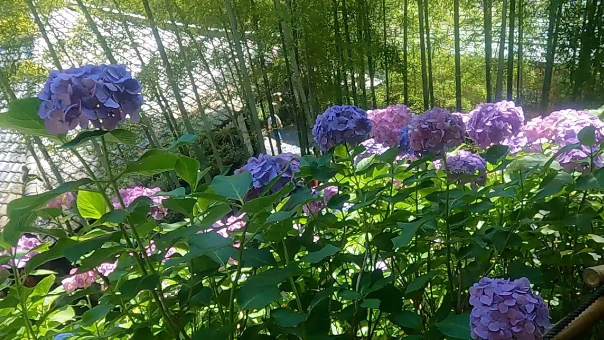 景勝地　鎌倉の西方極楽浄土
