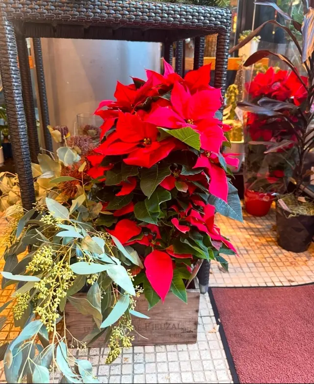 冬の丸の内周辺はクリスマスカラー。の画像_4