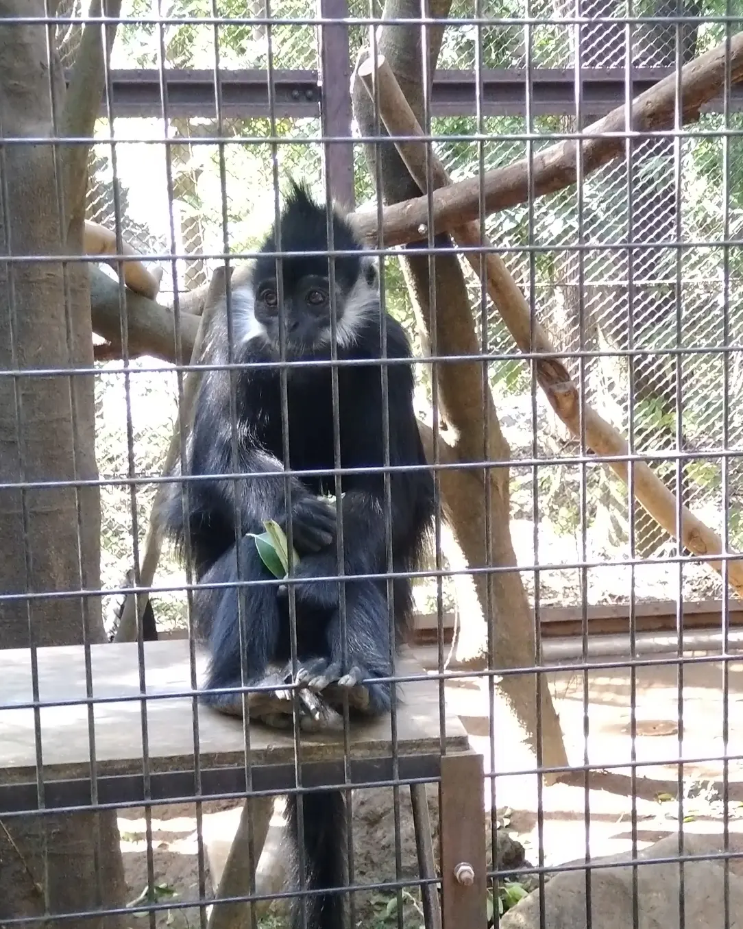 フランソワルトン