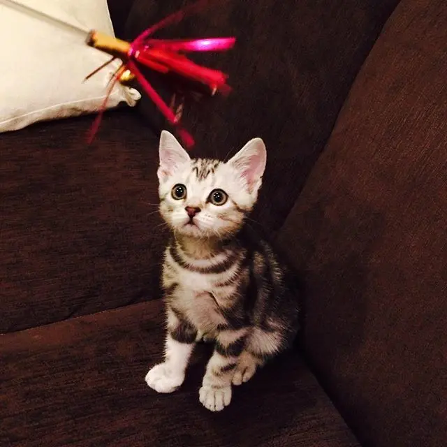 ベビーアランは、オモチャに興味シンシンの画像_1