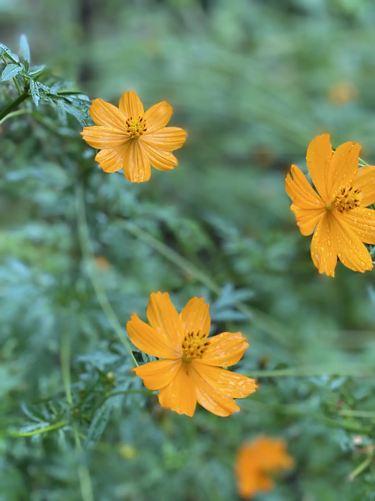 キバナコスモス