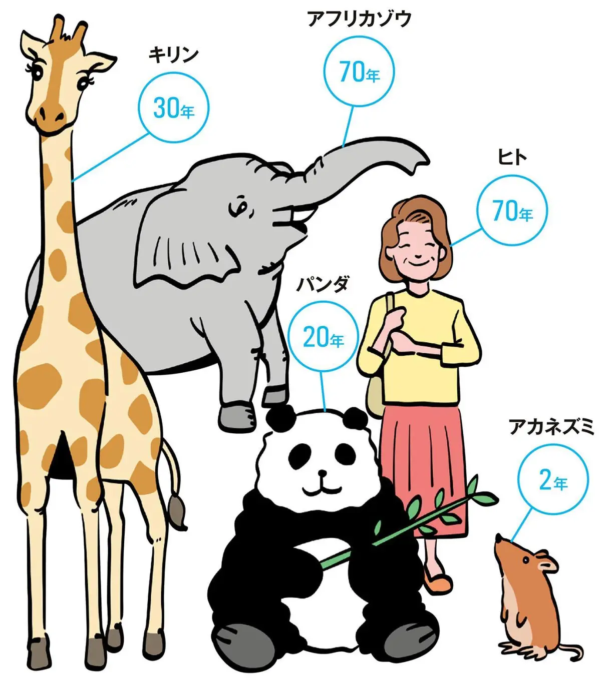 OurAge×Webエクラ　動物寿命　アフリカゾウ 70年　ヒト 70年　キリン 30年　パンダ 20年　アカネズミ 2年