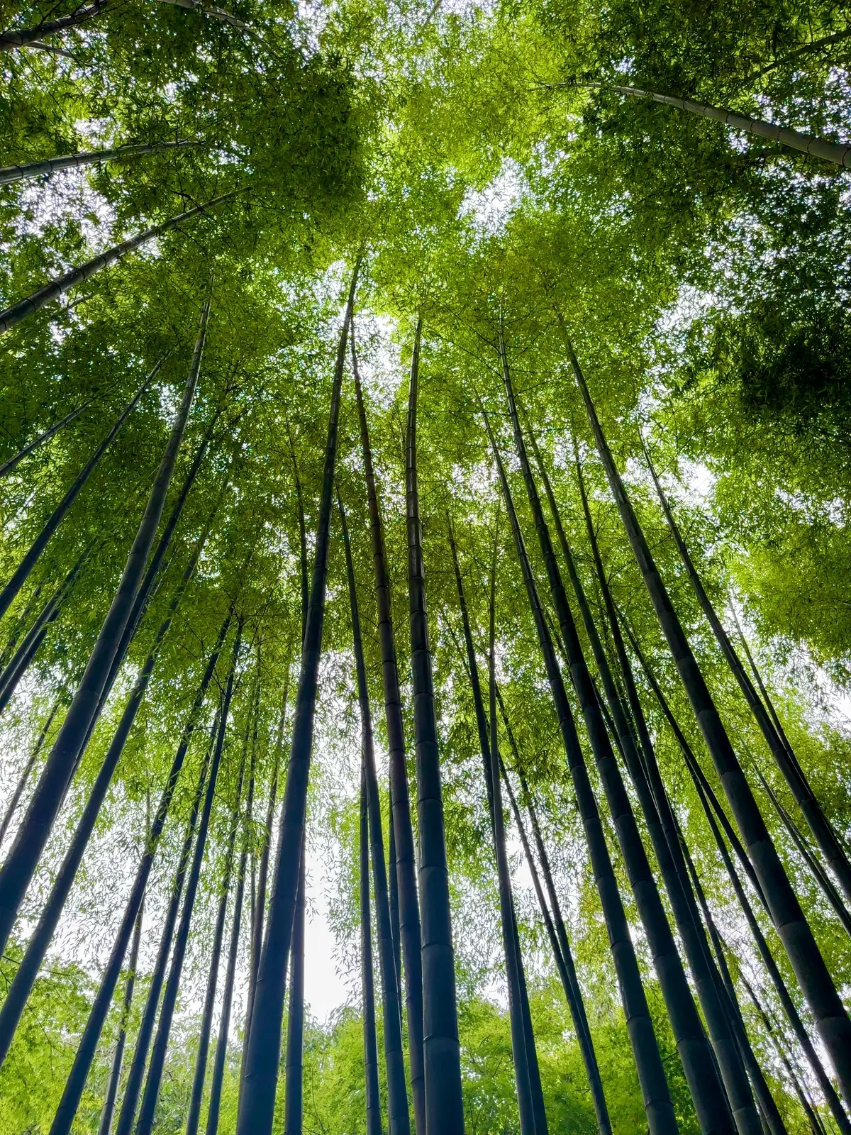 紫陽花の季節、自分で仕立てたお着物で古都の画像_14