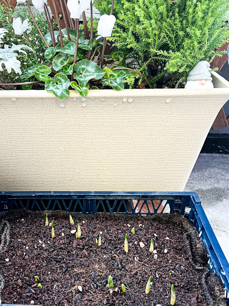 【新発売】花王エスト☆ボディセラムで腕活の画像_3