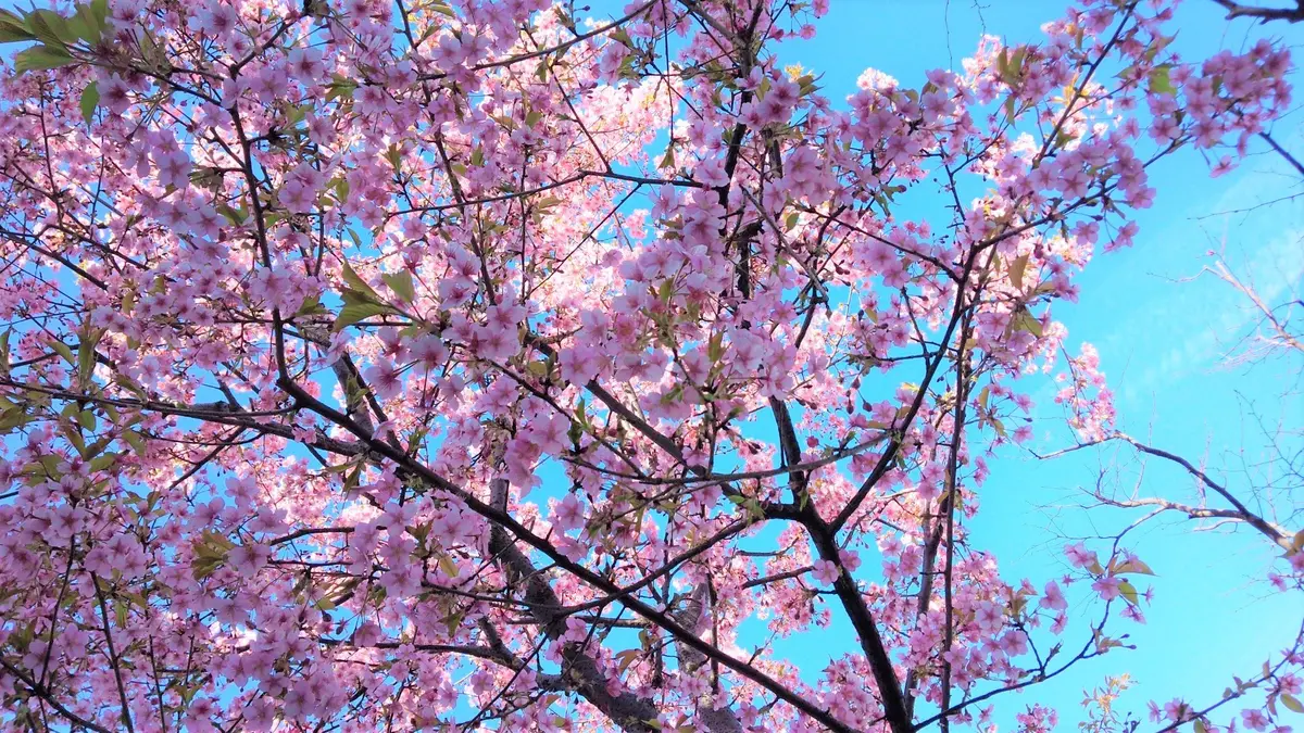 フレッシュ ストロベリークリーム パンケの画像_3