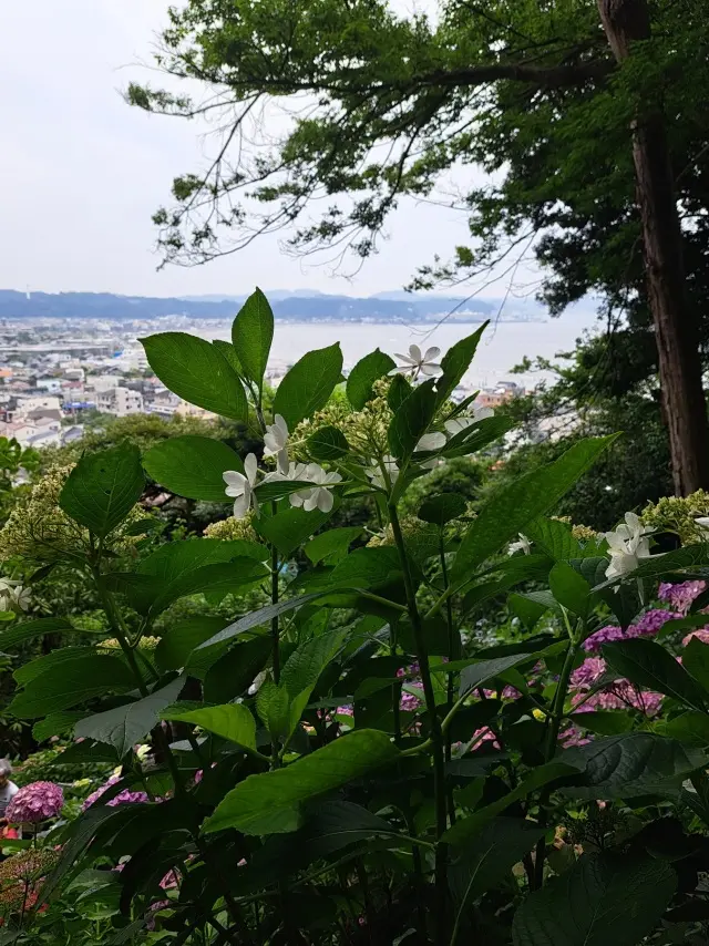 久しぶりの鎌倉 紫陽花鑑賞はお気に入りのの画像_7