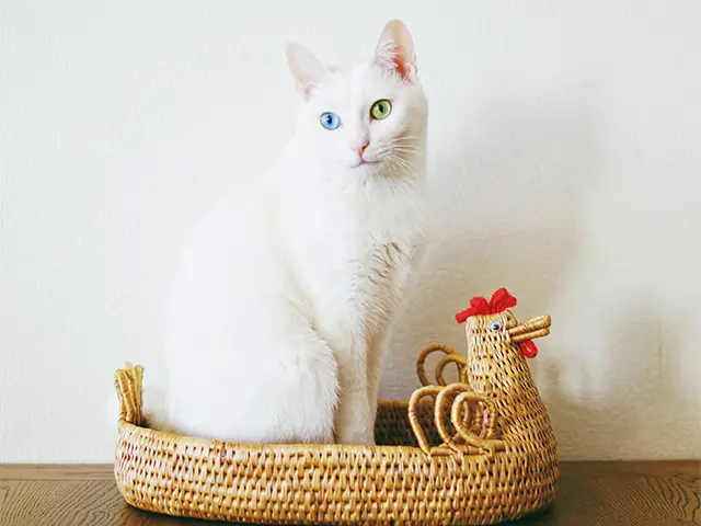 保護 された際の記憶があるのか、暗い場 所に入りたがらないアイビー。段ボ ールや移動用のケージも嫌い。