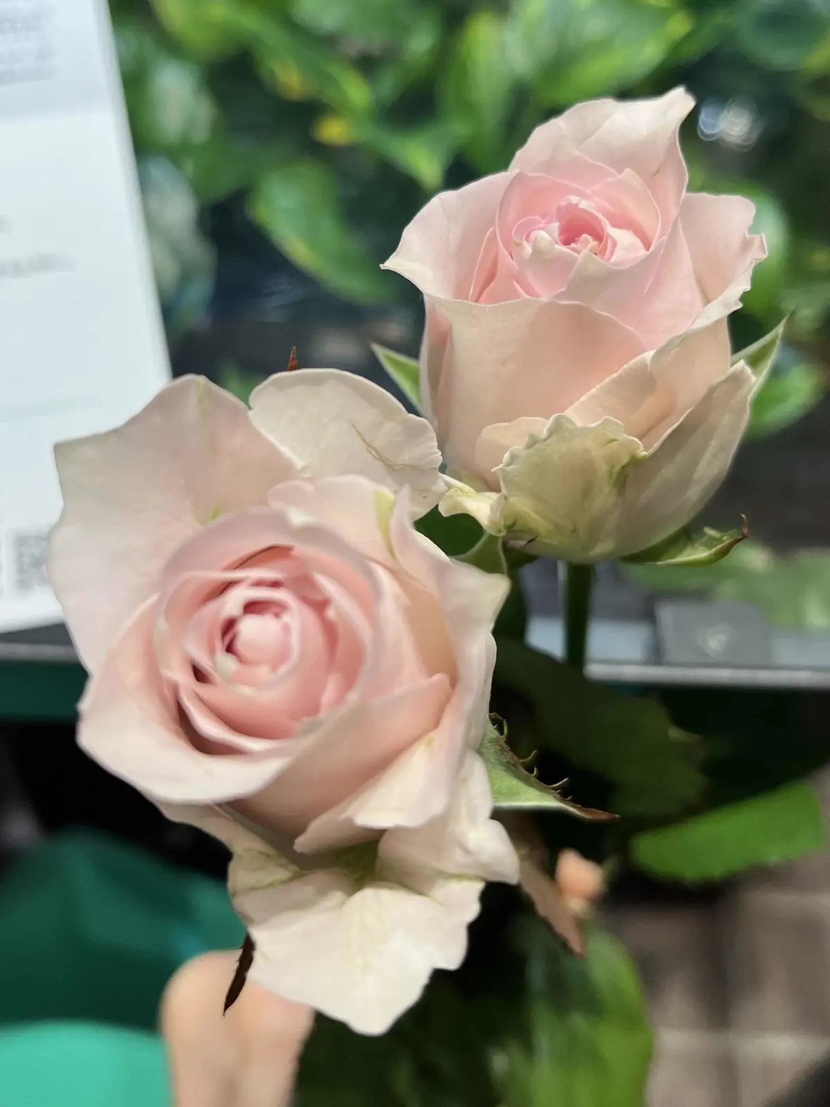 カラーを束ねにの画像_3