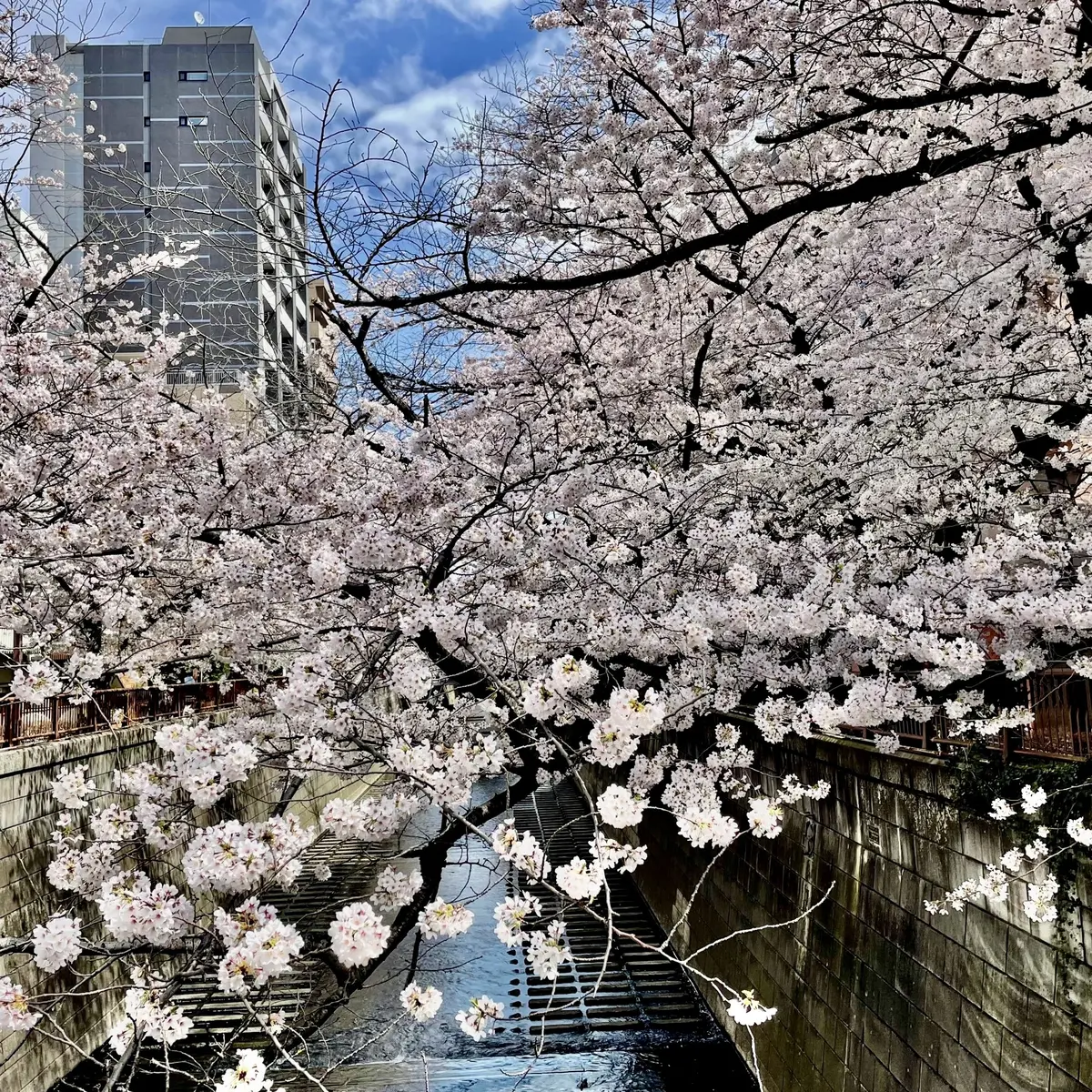 目黒川の桜