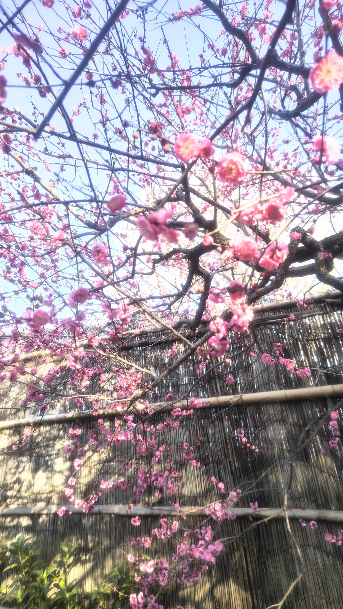 大人の遠足【上野東照宮ぼたん苑】アラフィの画像_6