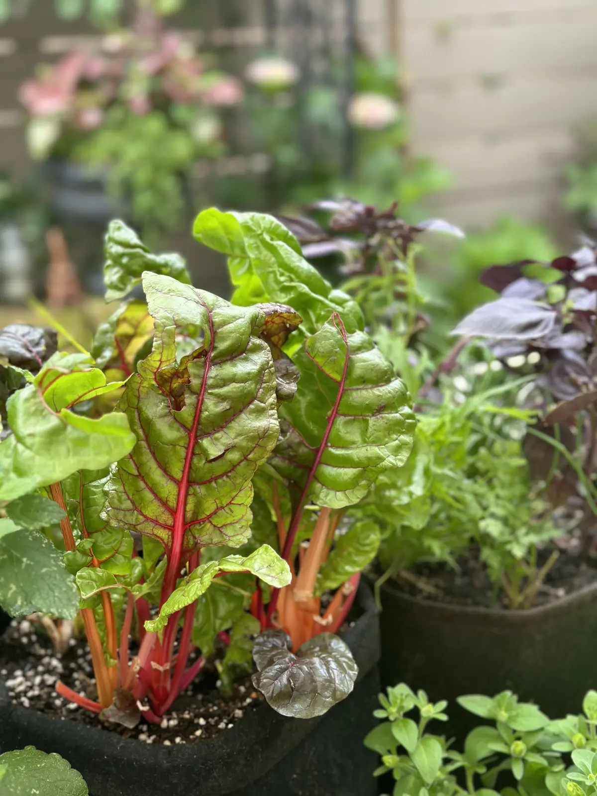 ハーブのある暮らし・・NO HERB Nの画像_11