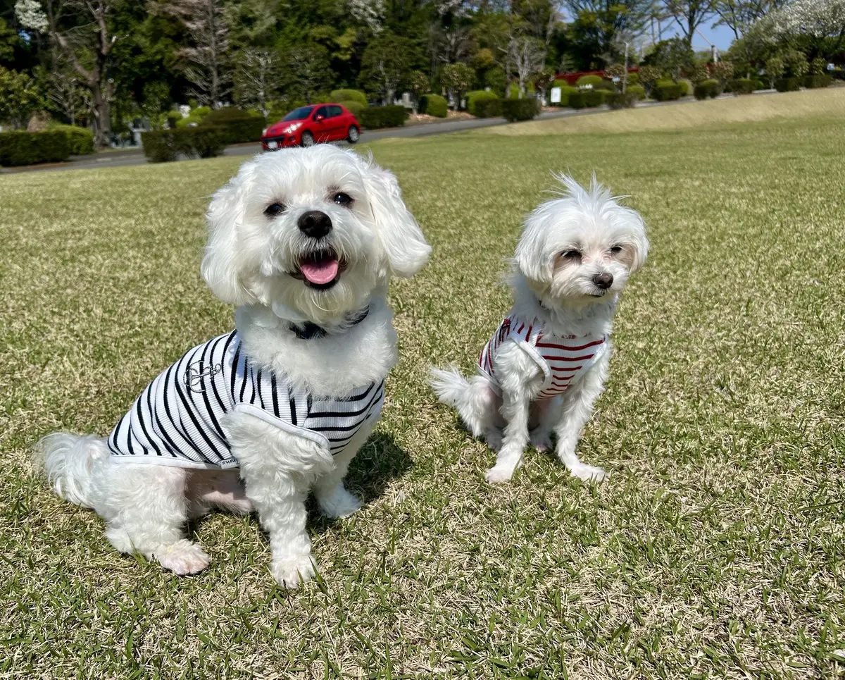 新しい家族を迎えました♪の画像_6