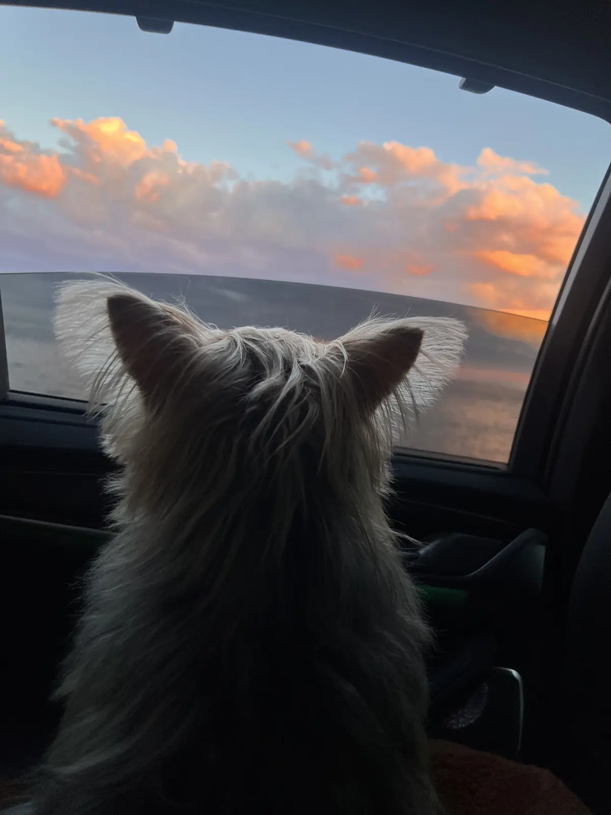 車が大好きな我が家の三女