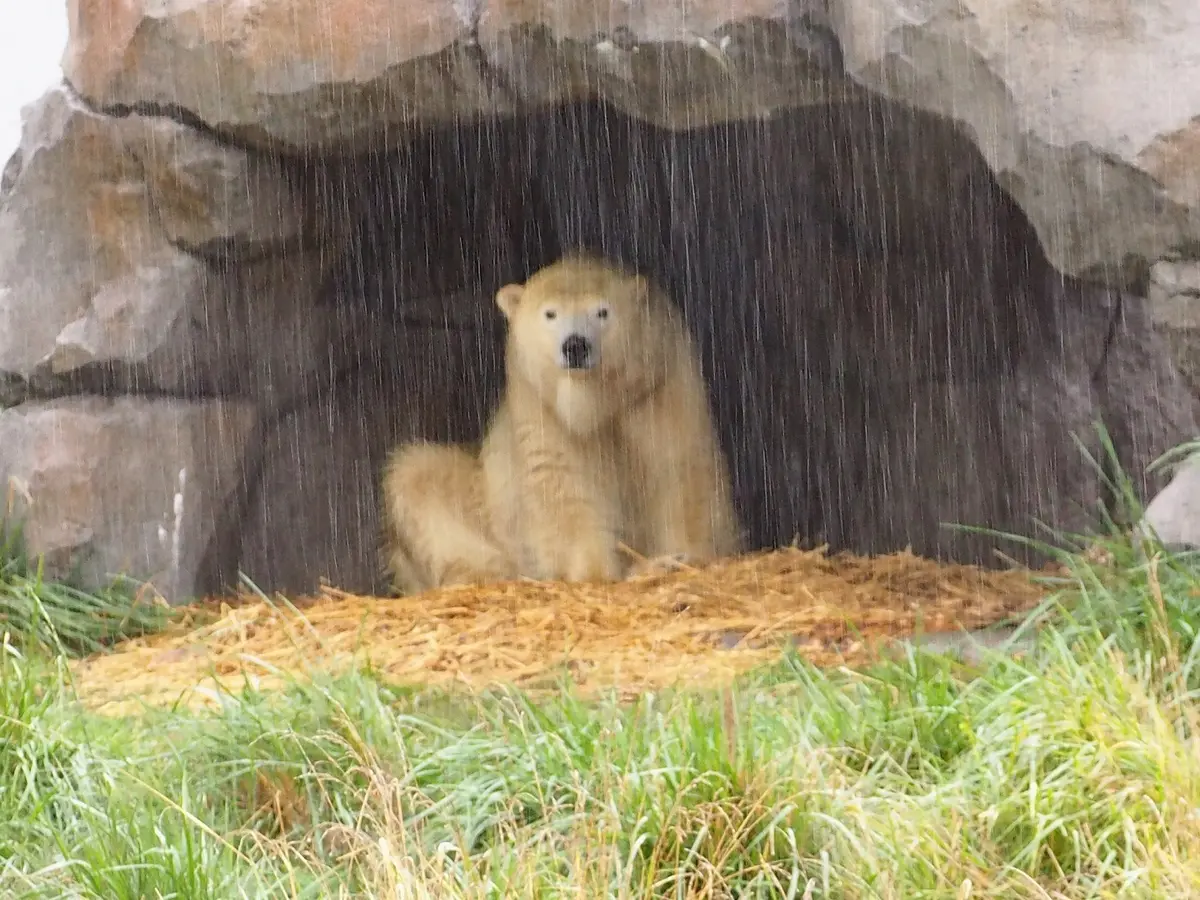 こんなに雨が降っていては…。