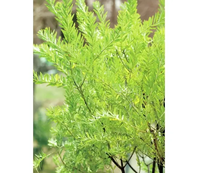 オーストラリア原産のアカシア ブルーブッシュ。ミモザのような黄色い可憐な花をつける。