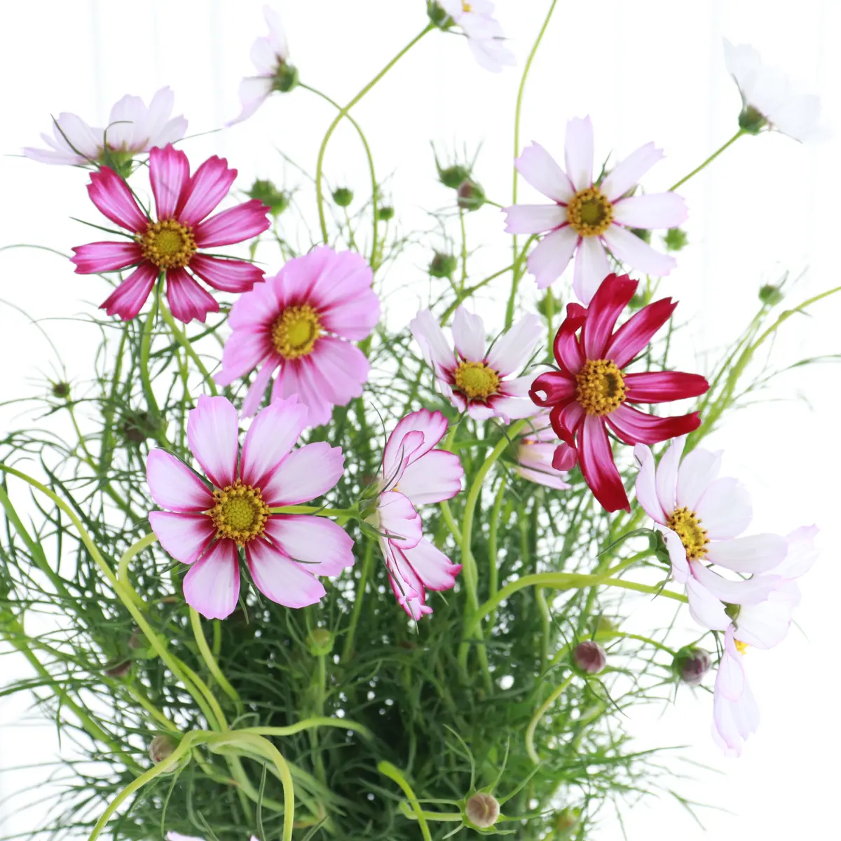 コスモスのブーケ