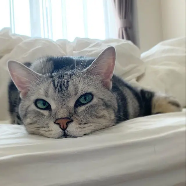 寝るのが仕事にゃのの画像_6