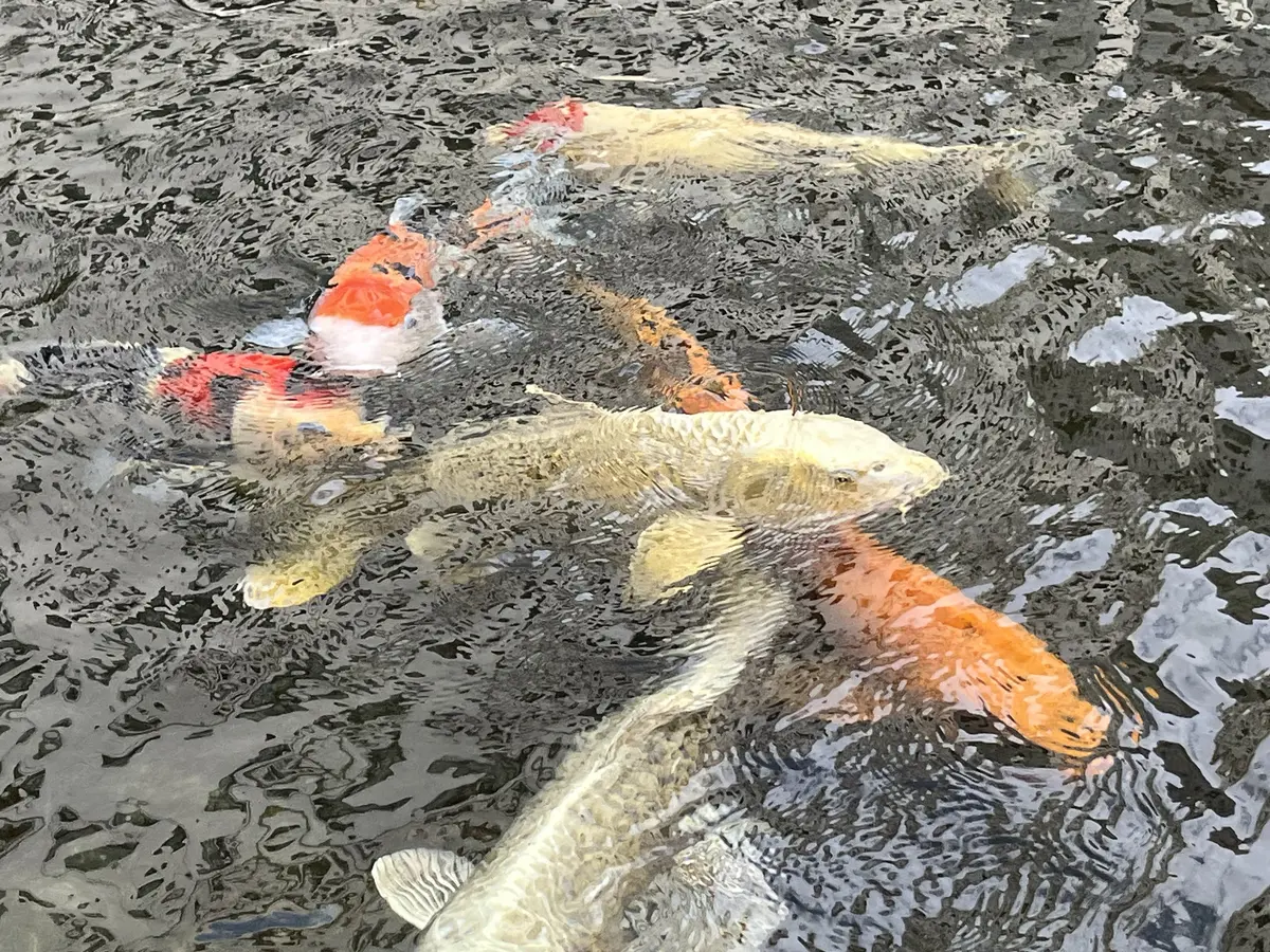 池の鯉