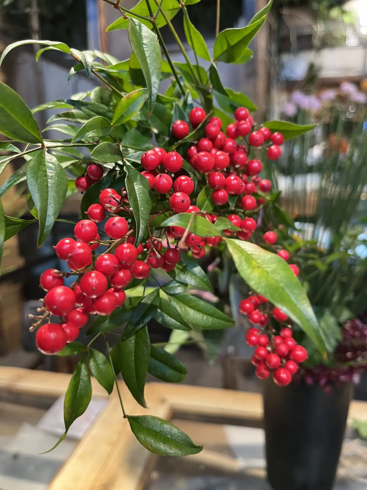 2024年、始まってますね。の画像_4