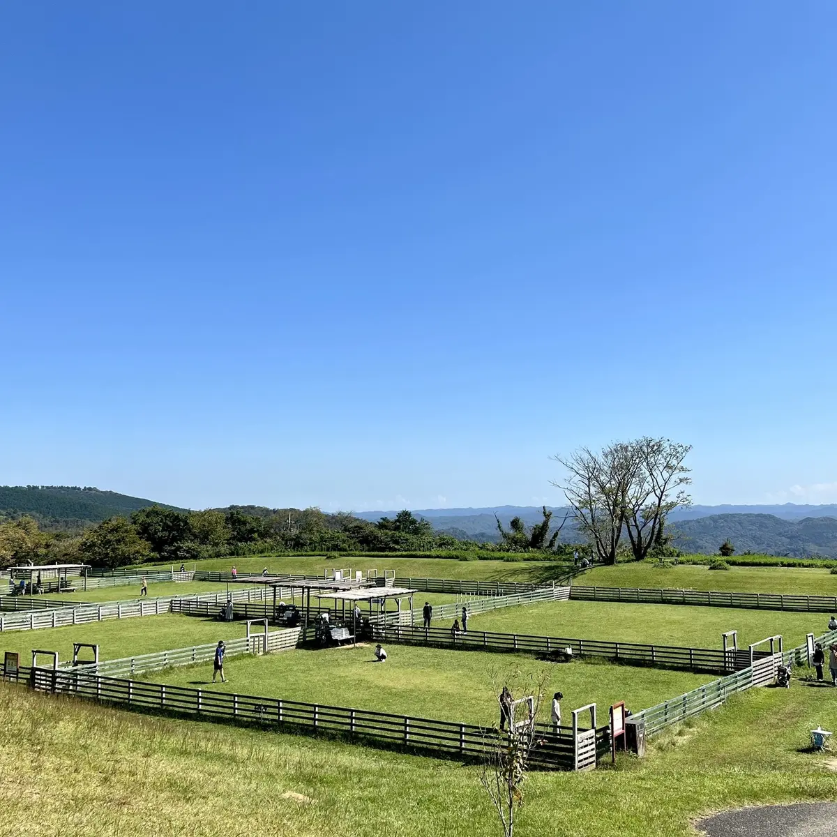 千葉県の「マザー牧場」内にある「ドックラン」