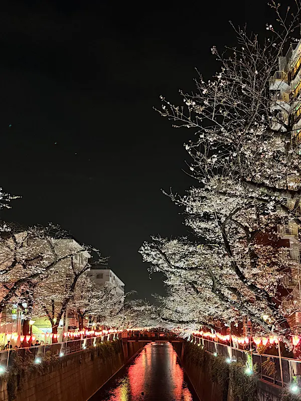 目黒川のお花見への画像_1