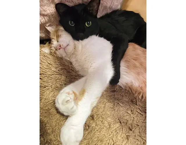 とにかくごろりんのことが大好きなゴメズ。体調をくずしたときは心配のあまり、ずっとそばにいた