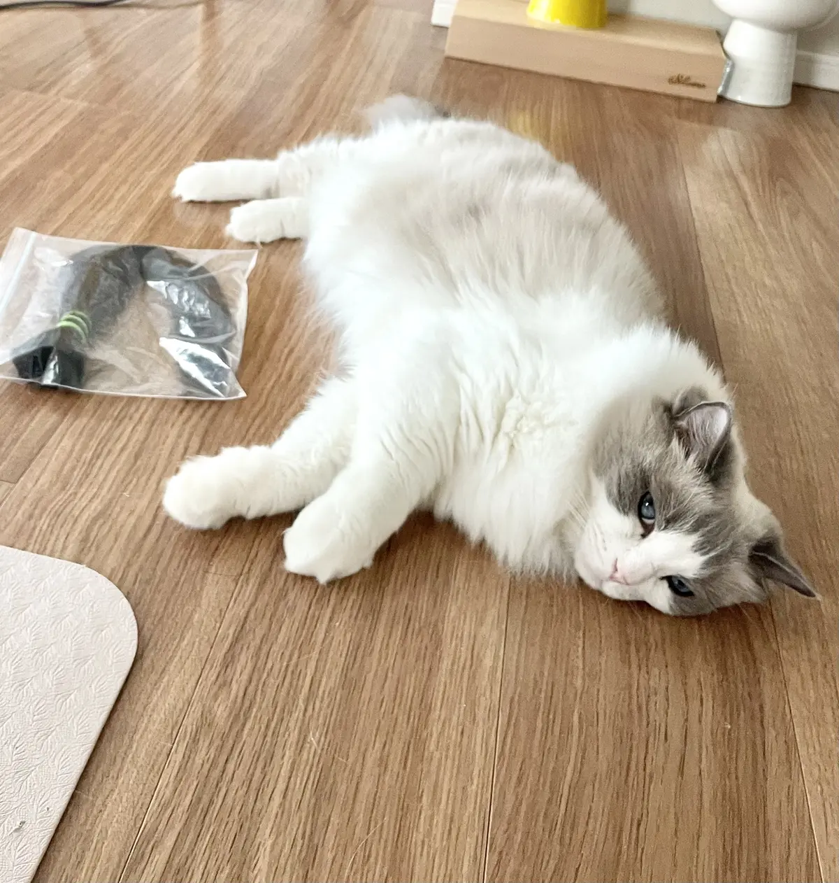 下の子?とドネーションヘア