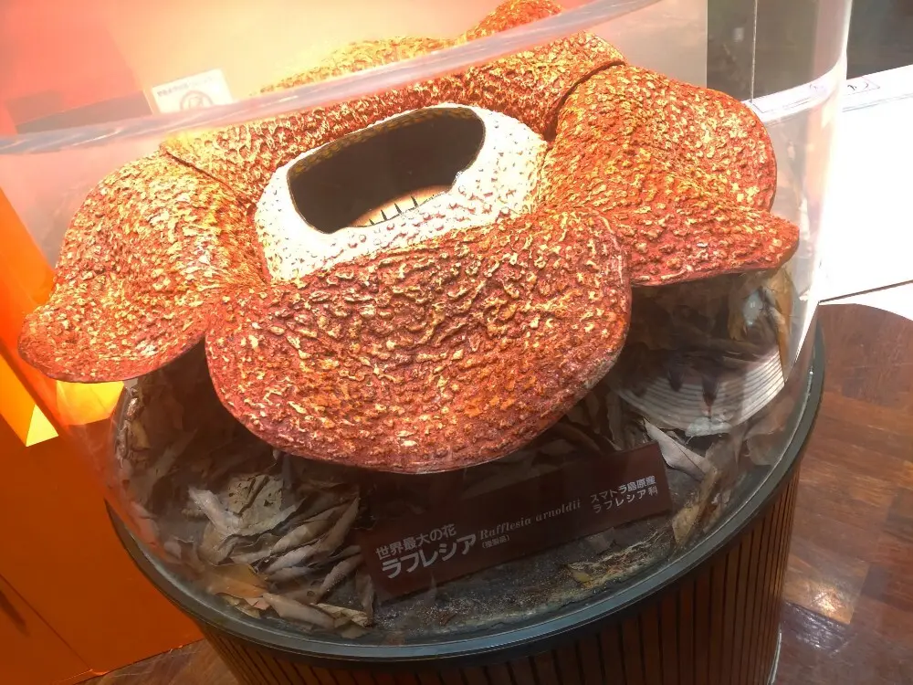 Let's 光合成！植物から学んだ、これの画像_3