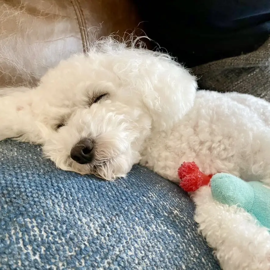 我が家の愛犬ハッピーの寝姿