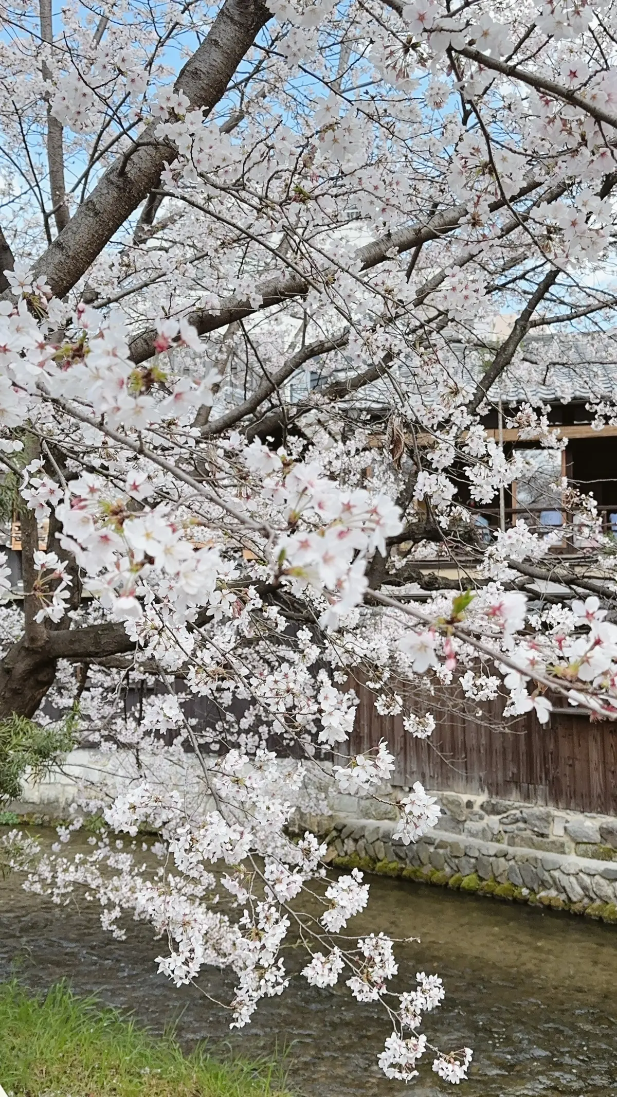 京都祇園の桜