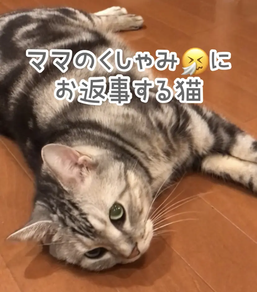 編集長キャット　アメショーのアランが寝転んでいる