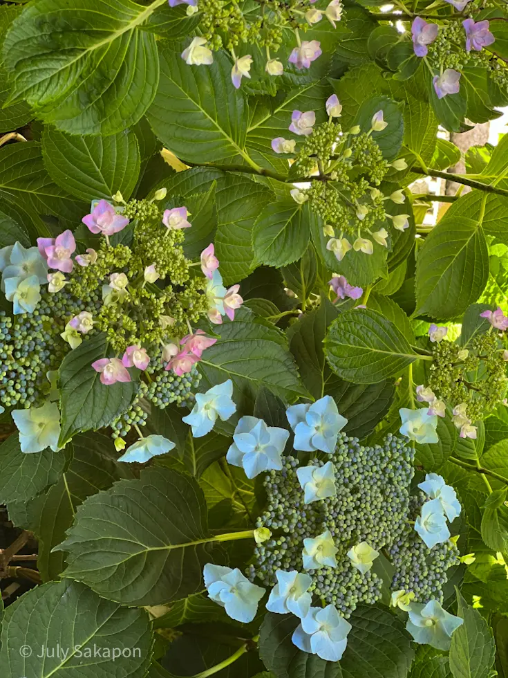 【さかぽんの冒険】海とアジサイの旅❤️@の画像_8