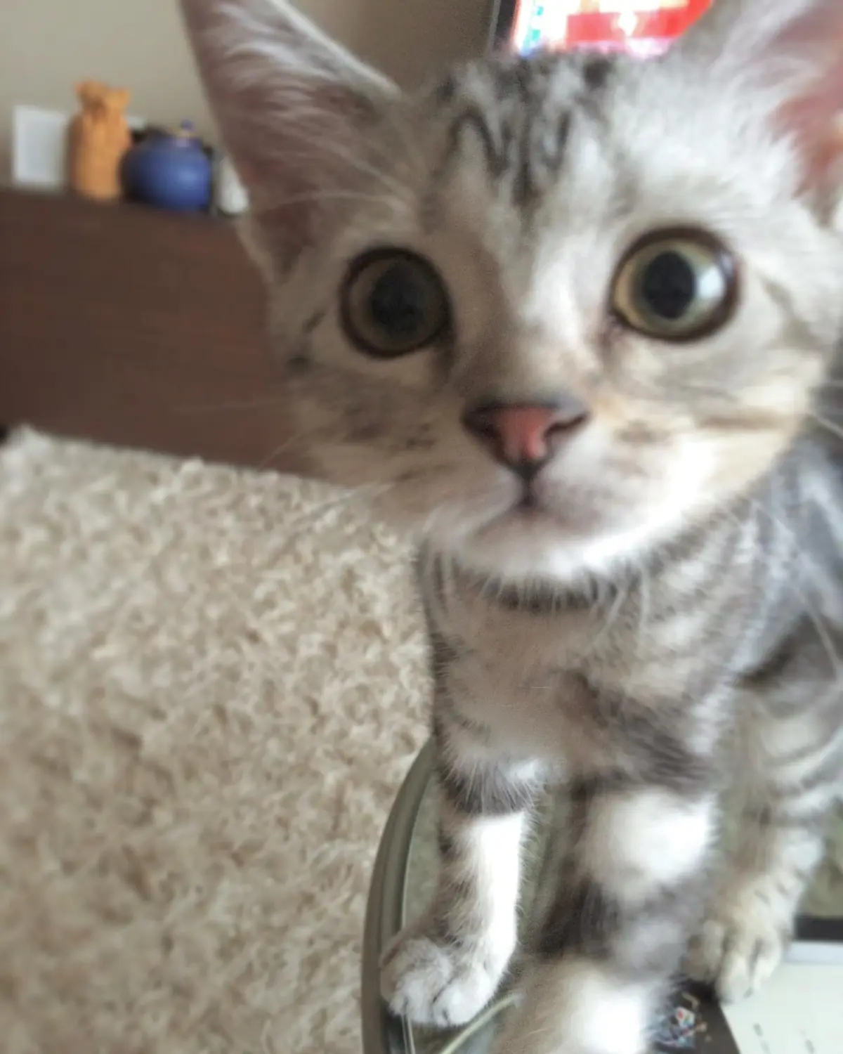 子猫のアラン、近い近い！の画像_1