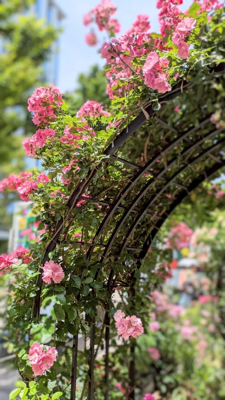 都会の真ん中で薔薇を楽しんで来ました～♡の画像_5