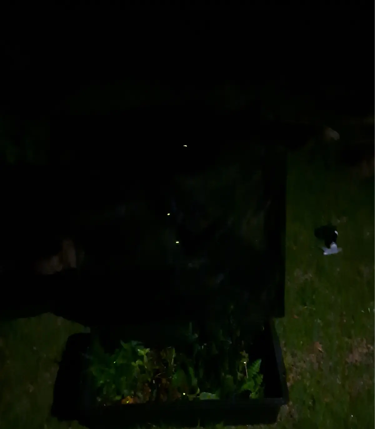 七夕と蛍の夕べの画像_20