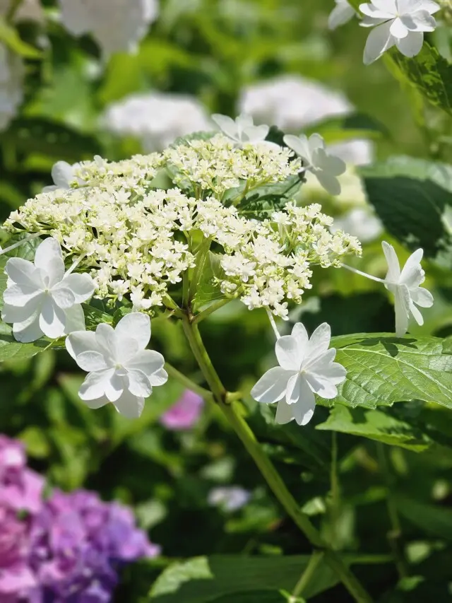 紫陽花とカフェの画像_1