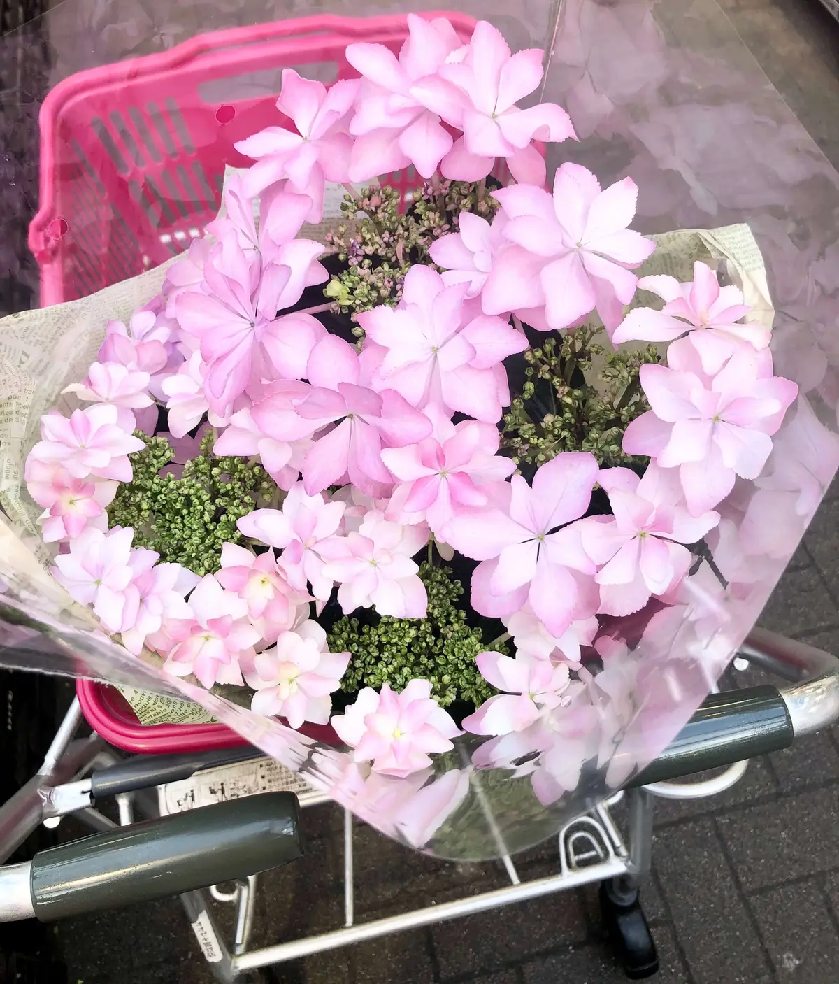 ピンクの可愛い珍しい花びらの西洋紫陽花。