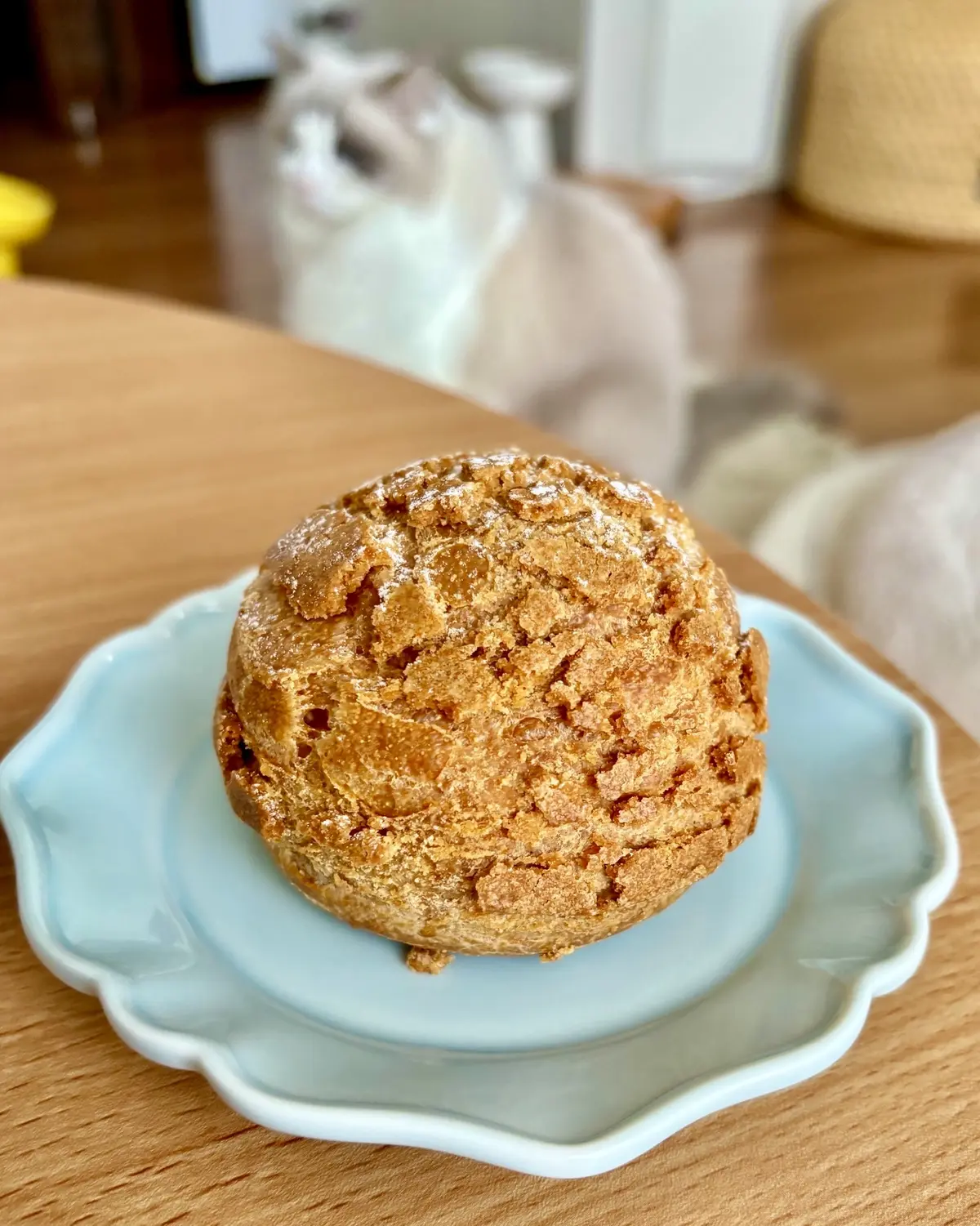 sarkarのシュークリームとうっすらと猫