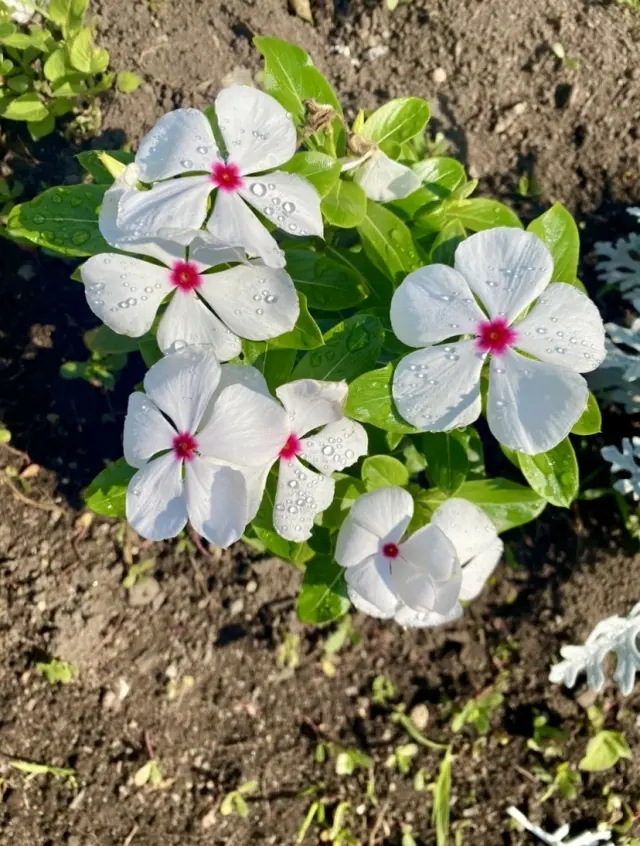 自然の恵みに、感謝✨北の大地で✨の画像_4