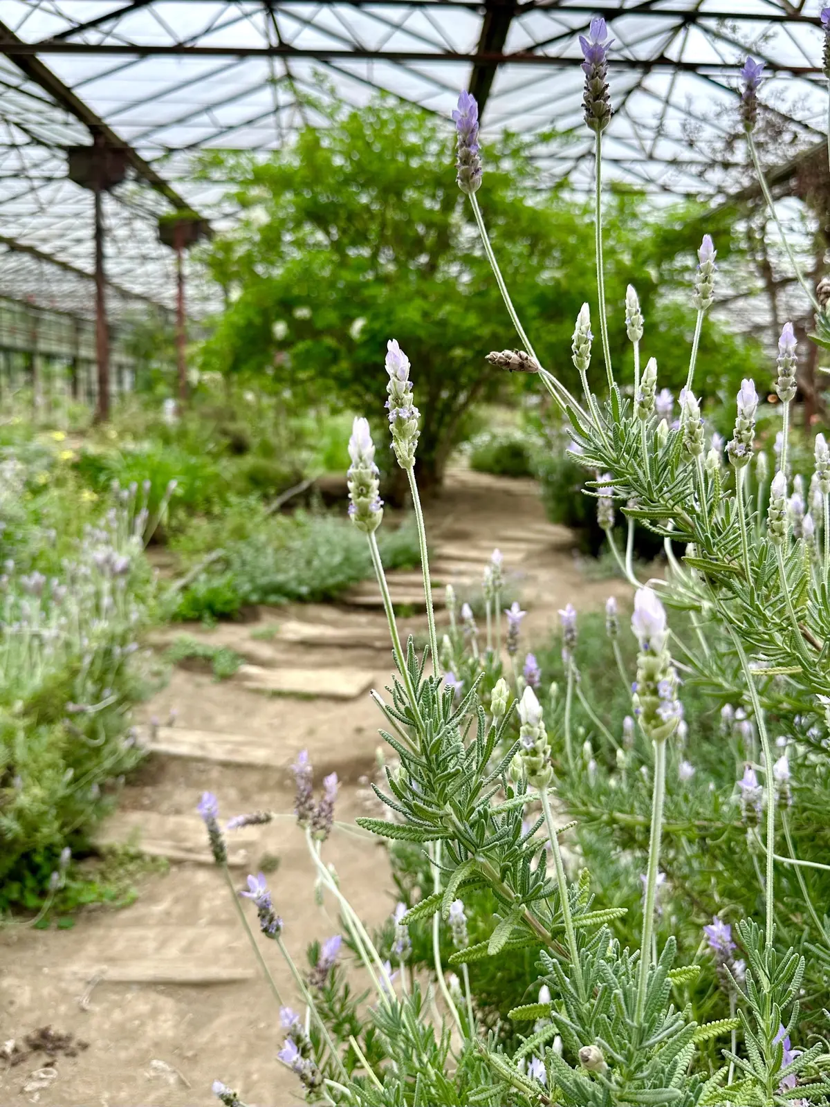 ハーブガーデンで過ごす癒しの時間♡千葉にの画像_34