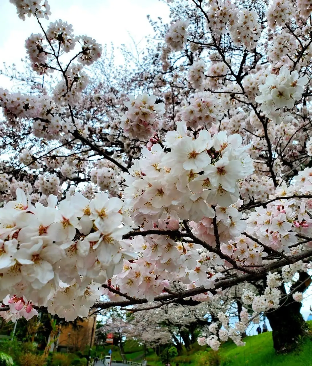 スーパーケーキを１口サイズでいろいろ楽しの画像_3