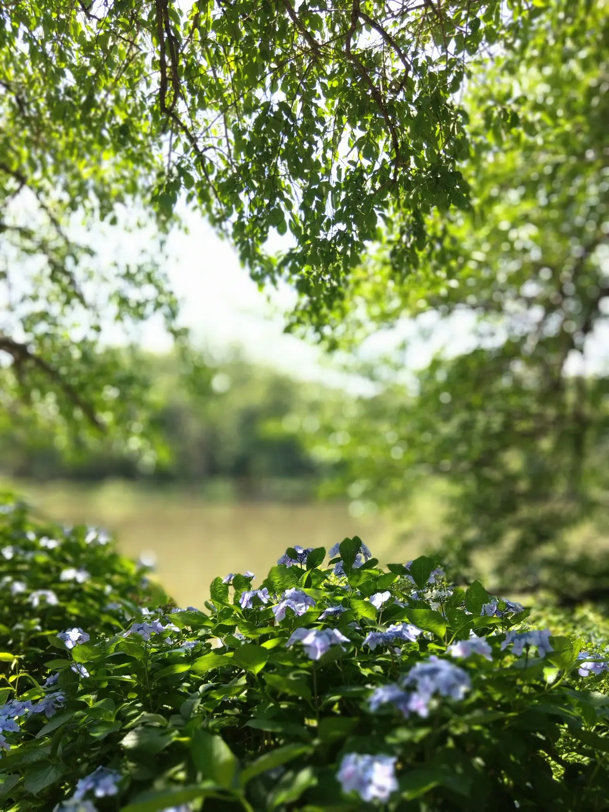 nido、ニド、善福寺公園、善福寺カフェ、カフェ巡り、モーニング、40代ファッション