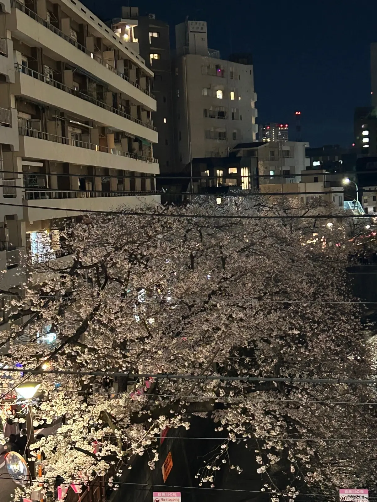 中目黒の桜